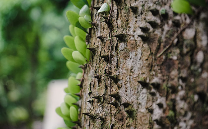 Gardens by the Bay Nature and Sustainability Tours