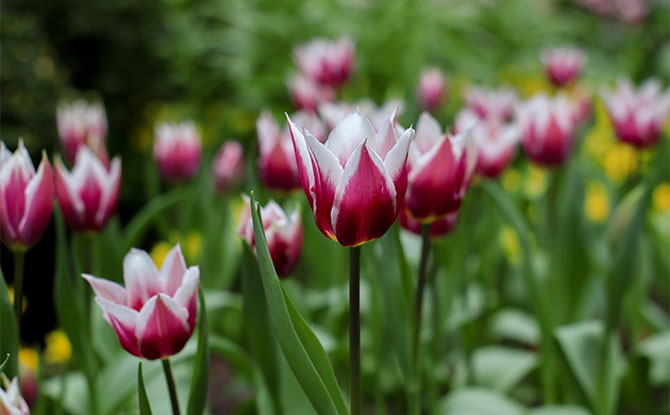 Tulipa Claudia