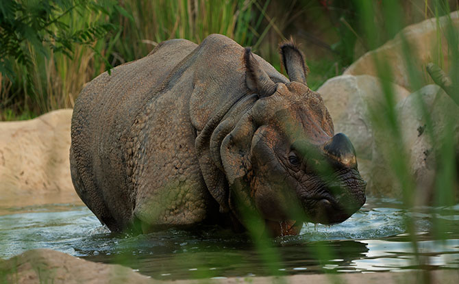 4-year-old male Indian rhino Newari takes a dip in the pool the new exhibit at Night Safari. The exhibit comes with a large central pool and smaller mud pools for the water-loving rhinos to wallow and keep cool.