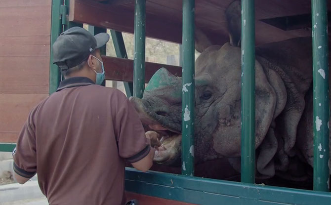 Assistant Curator of herbivores Yusoff Man, Wildlife Reserves Singapore, feeds Thulie through the transport crate at Al Bustan Zoological Centre