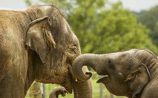 50+ Elephant Jokes That Will Get Your Laughing A Ton
