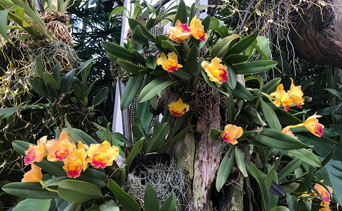 Bromeliads from Florida