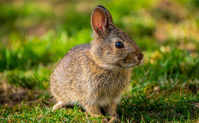 Interesting Facts about Rabbits and Bunnies