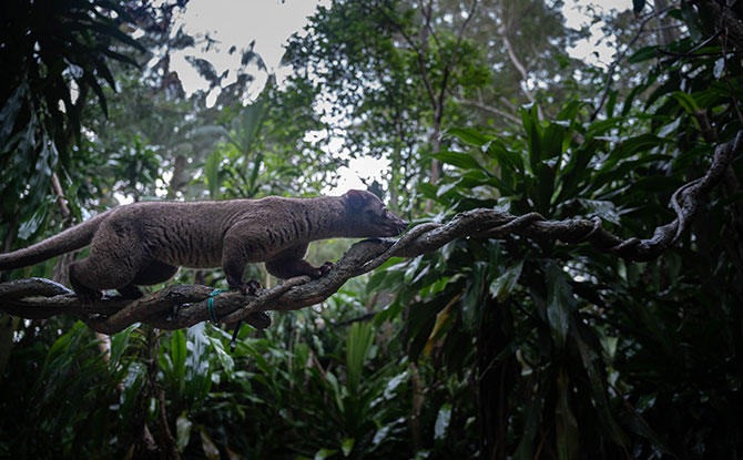 Civet Exhibit at the Night Safari