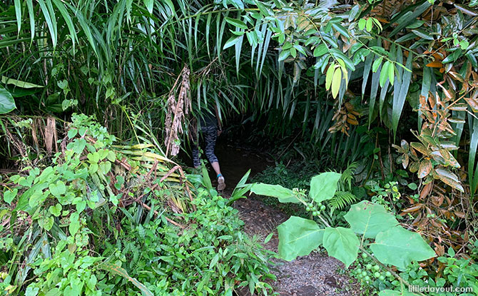 Entrance into Clementi Forest