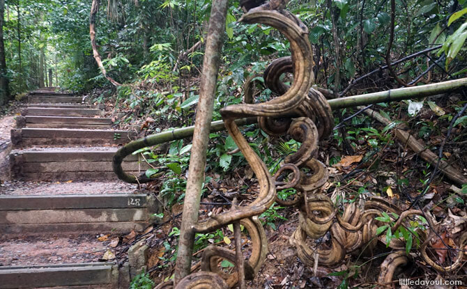 Dairy Farm Loop: Stairway to the Summit 7 Stairs along the Wallace Trail