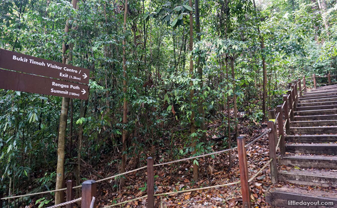 Follow the Rengus Path to Bukit Timah Hill Summit