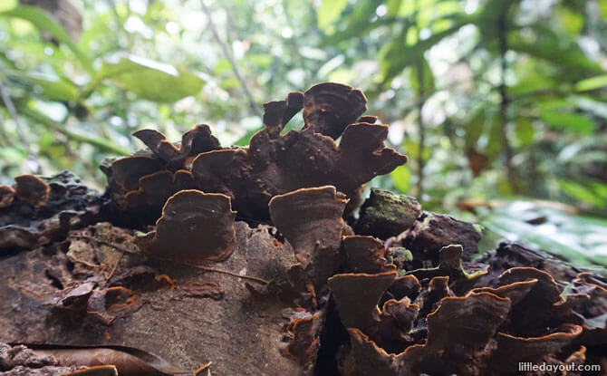 Fungi in the forest