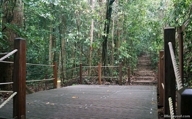 Dairy Farm Loop: Stairway to the Summit 14 You can choose to divert to the Jungle Fall Path