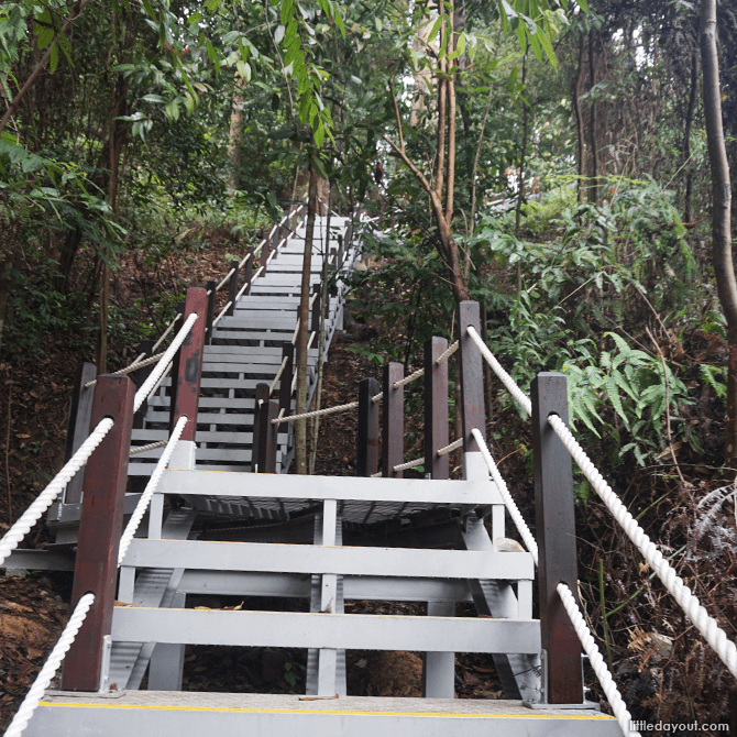 Dairy Farm Loop: Stairway to the Summit 20 Stairs leading up to the North View Hut