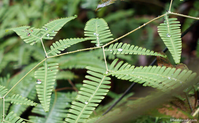 Raindrops on a fern leaf along the Dairy Farm Loop