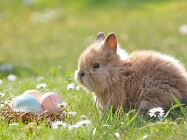 Easter Facts For Kids: Interesting Things To Know About The Holiday