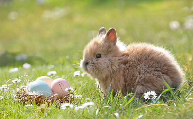 Easter Facts For Kids: Interesting Things To Know About The Holiday