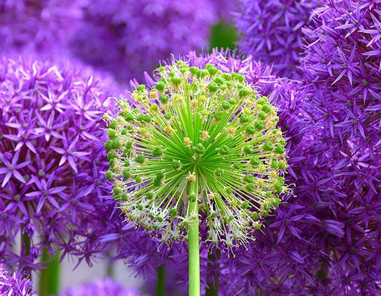 Plant Jokes That'll Make You Bloom With Laughter
