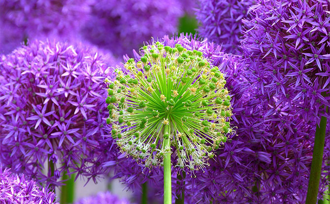 Plant Jokes That'll Make You Bloom With Laughter Plant Jokes That'll Make You Bloom With Laughter