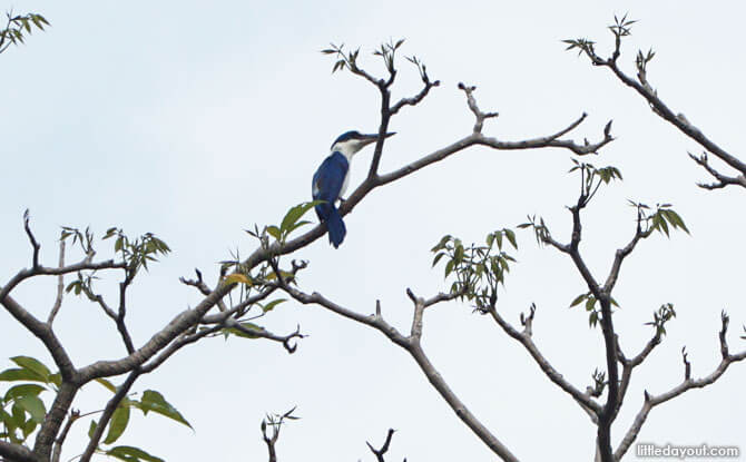 Kingfisher at Gardens by the Bay