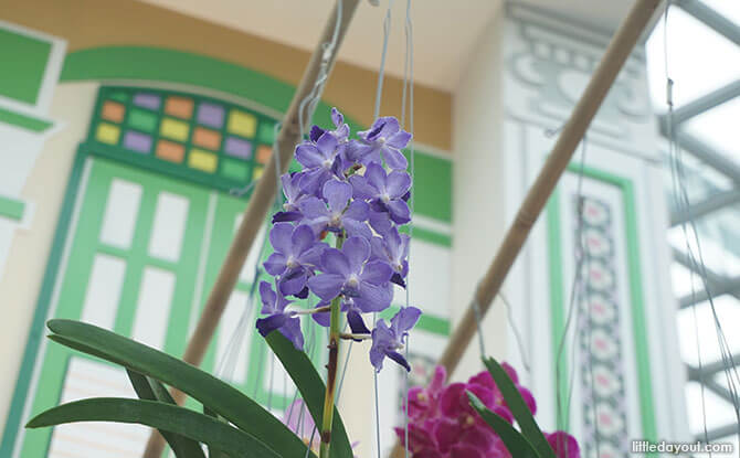 Orchid from bamboo poles