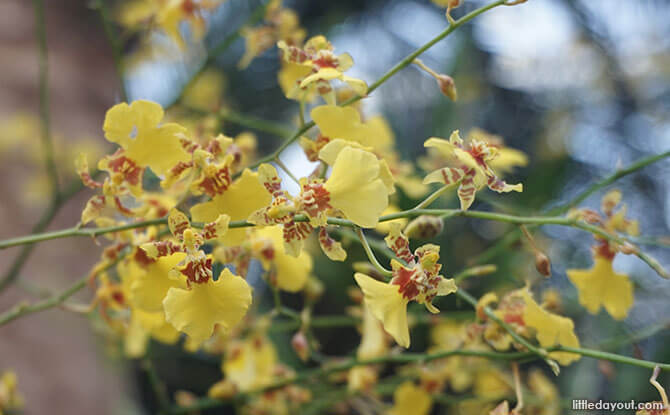 Orchids at Gardens by the Bay