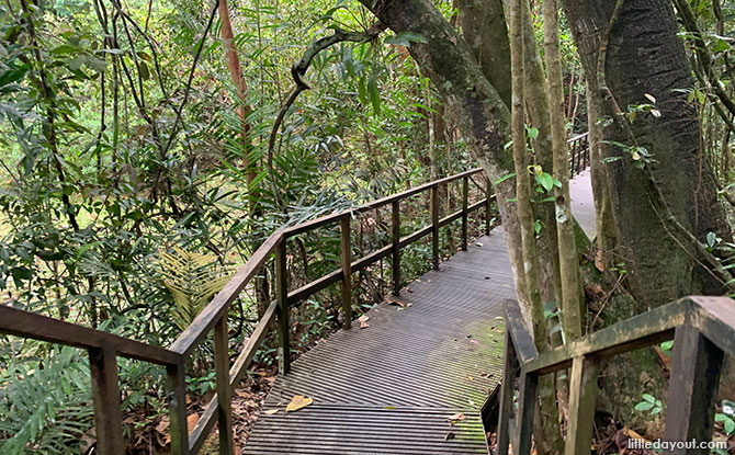 MacRitchie Petai Trail Boardwalk