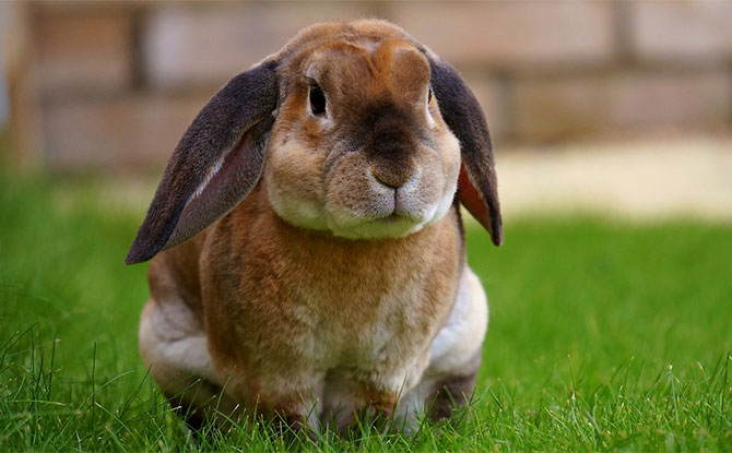 Fun Facts about Rabbits