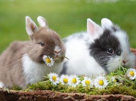 Interesting Facts About Rabbits That Will Leave You Hopping With Amazement