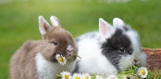 Interesting Facts About Rabbits That Will Leave You Hopping With Amazement