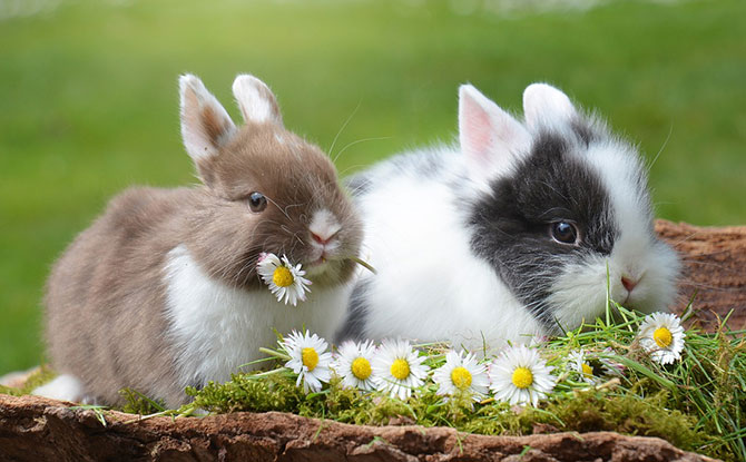 Interesting Facts About Rabbits That Will Leave You Hopping With Amazement Interesting Facts About Rabbits That Will Leave You Hopping With Amazement