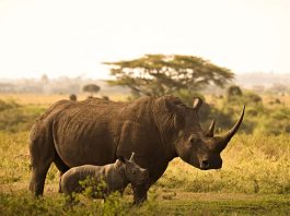 Kenya Facts For Kids: Interesting Things To Know About The African Country
