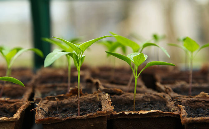 Cultivate Her Green Fingers at a Gardening Workshop