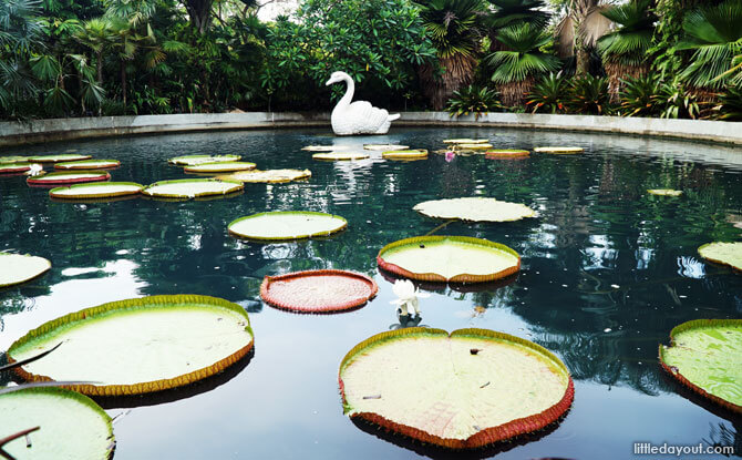 Victoria Lily Pond, Gardens by the Bay, Singapore