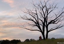 Little Stories: The Lone Tree At Jurong Lake Gardens Little Stories: The Lone Tree At Jurong Lake Gardens Grasslands