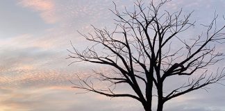 Little Stories: The Lone Tree At Jurong Lake Gardens Grasslands