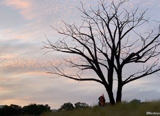 Little Stories: The Lone Tree At Jurong Lake Gardens Grasslands