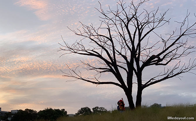 Little Stories: The Lone Tree At Jurong Lake Gardens Grasslands