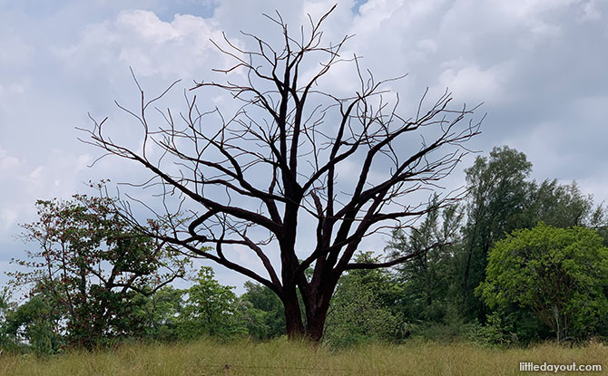 Lone Tree At Jurong Lake Gardens