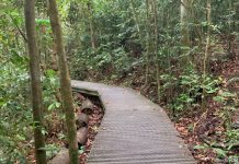 Exploring The MacRitchie Petai Trail Boardwalk