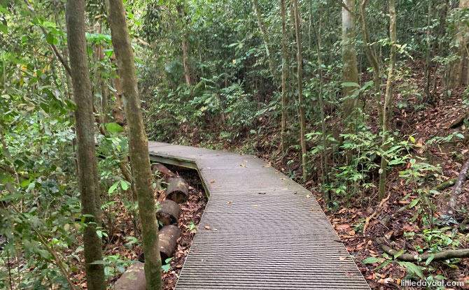 Exploring The MacRitchie Petai Trail Boardwalk