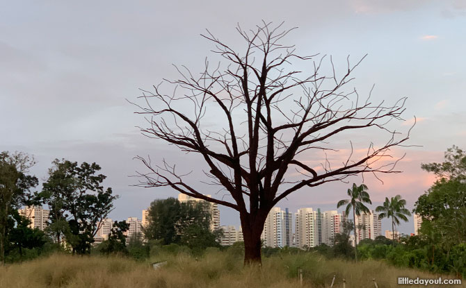 Sculpting the Lone Tree