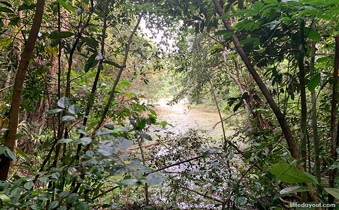 Along the MacRitchie Petai Trail Boardwalk