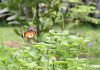 Butterfly Gardens In Singapore: Where To Find Fluttering Wings In Flight Butterfly Gardens In Singapore: Where To Find Fluttering Wings In Flight