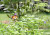Butterfly Gardens In Singapore: Where To Find Fluttering Wings In Flight Butterfly Gardens In Singapore: Where To Find Fluttering Wings In Flight