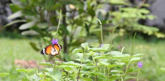 Butterfly Gardens In Singapore: Where To Find Fluttering Wings In Flight