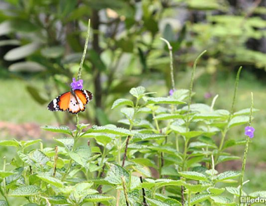 Butterfly Gardens In Singapore: Where To Find Fluttering Wings In Flight