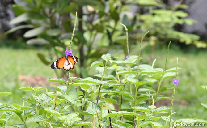 Butterfly Gardens In Singapore: Where To Find Fluttering Wings In Flight