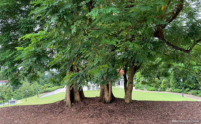 Saga Tree Grove at the Gallop Extension, Singapore Botanic Gardens