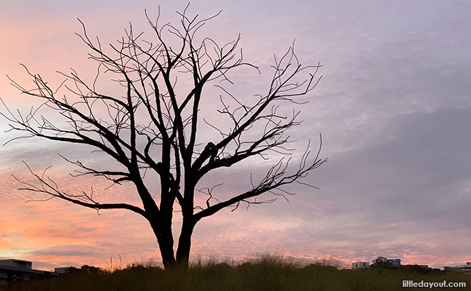 Little Stories: The Lone Tree At Jurong Lake Gardens