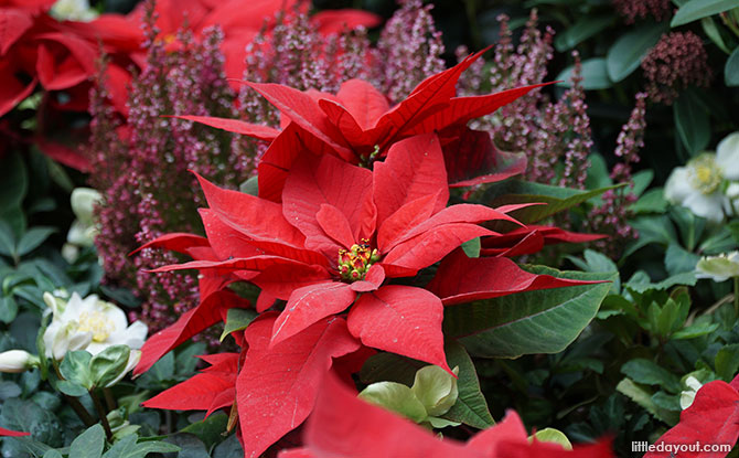 Poinsettias