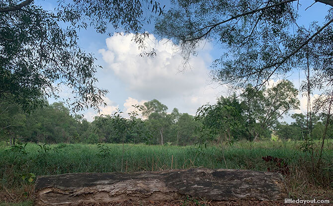 Vegetated Swale