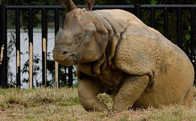 Indian Rhino