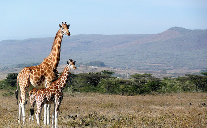 Fascinating Kenya Facts for Kids